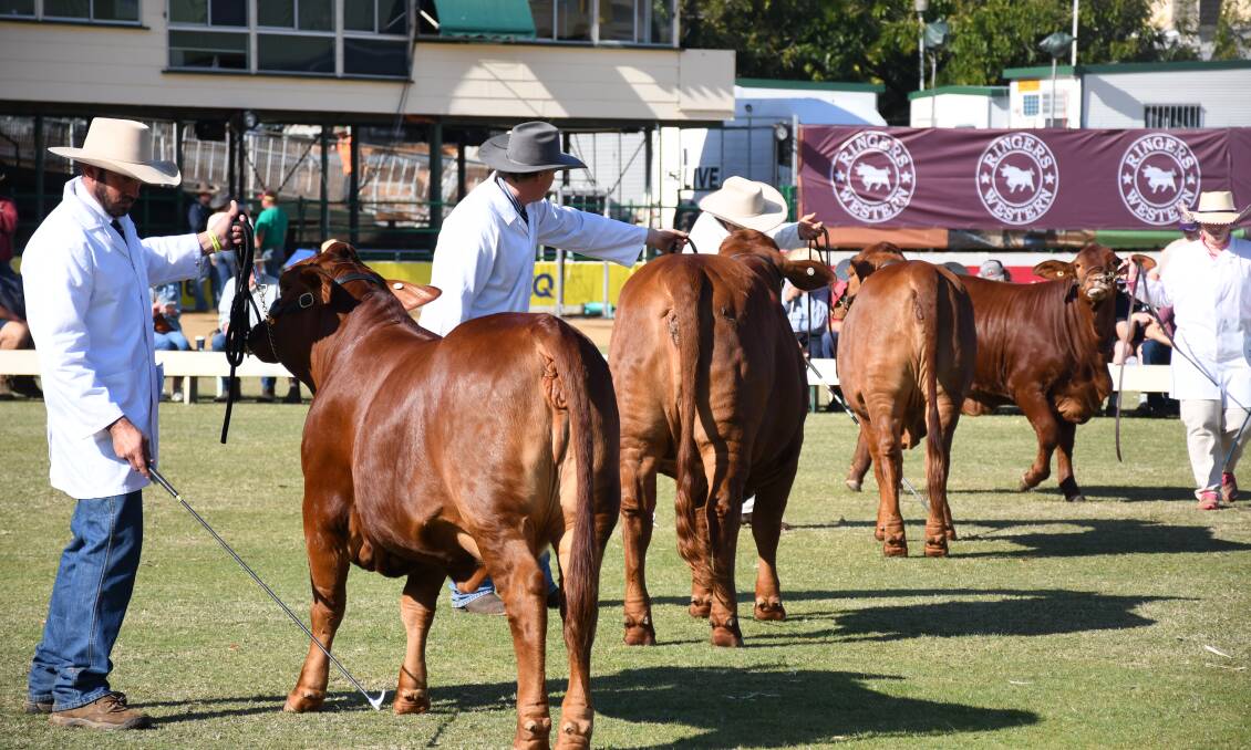 MODERN DAY: Judging in the Droughtmaster ring at this year's Brisbane Ekka. PHOTO: Clare Adcock.
