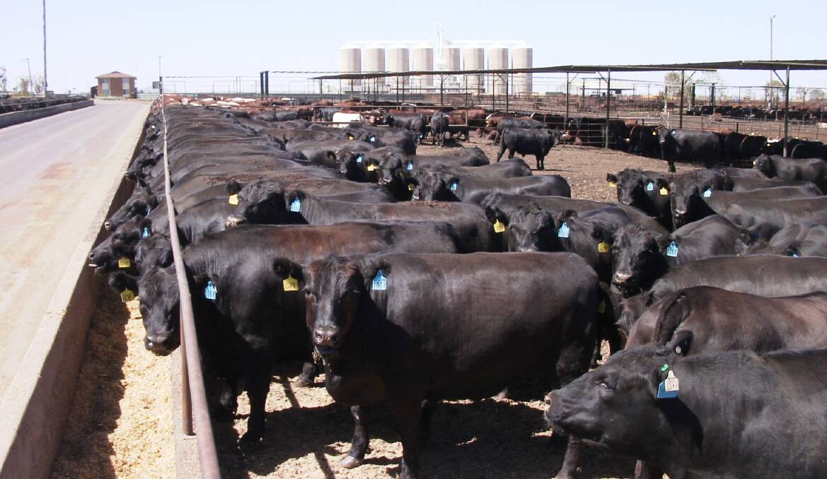 Angus cattle on feed at Beef City.