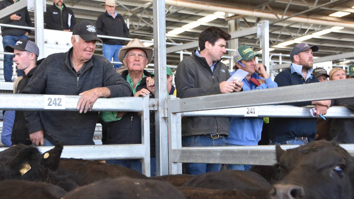 Young cattle prices nudge $9 mark again