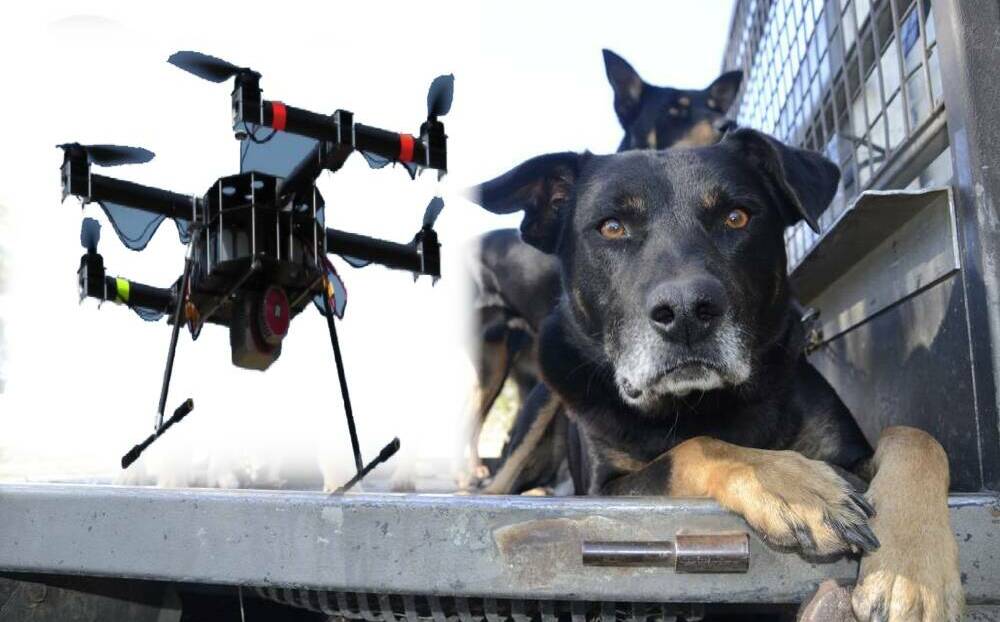 Your dog might be unhappy to learn drones could do a better job with the sheep.
