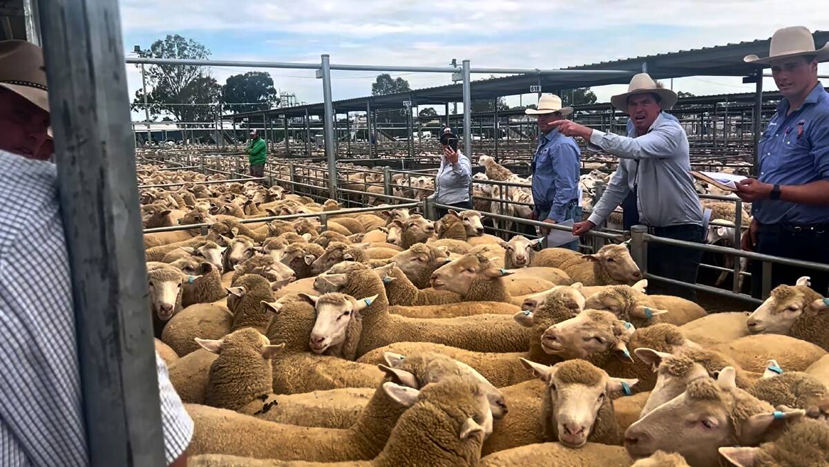 Sheep prices have bounced back after widespread rains across eastern Australia. Here at Wagga Wagga this week lamb prices were up to $60 a head dearer.