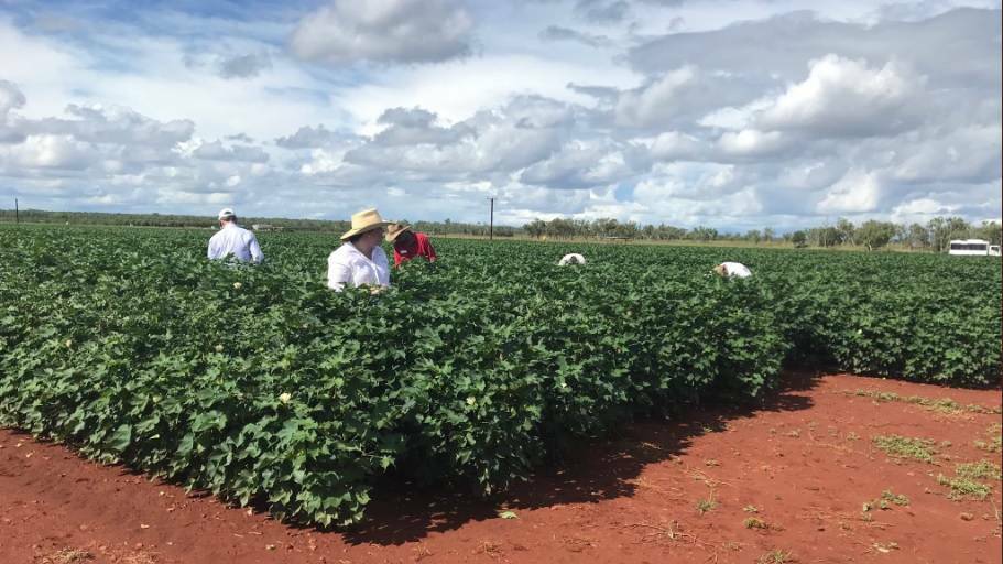 GM varieties of cotton being trialled at Katherine. Picture: NT government.