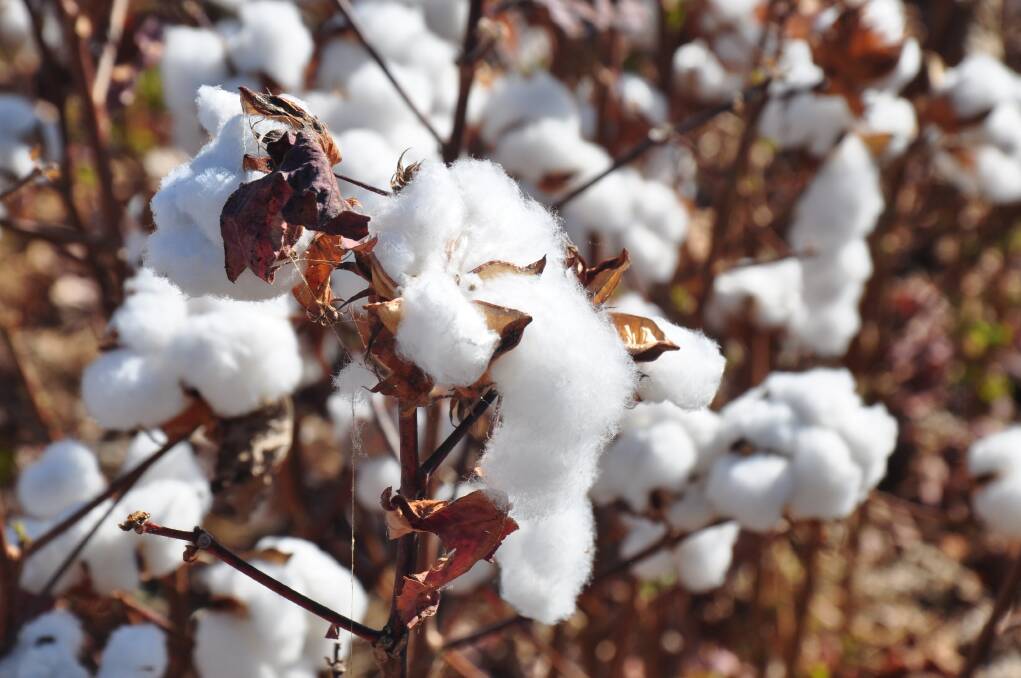 COTTONING ON: One of southern Queensland's top cotton farms is attracting plenty of interest from buyers. 