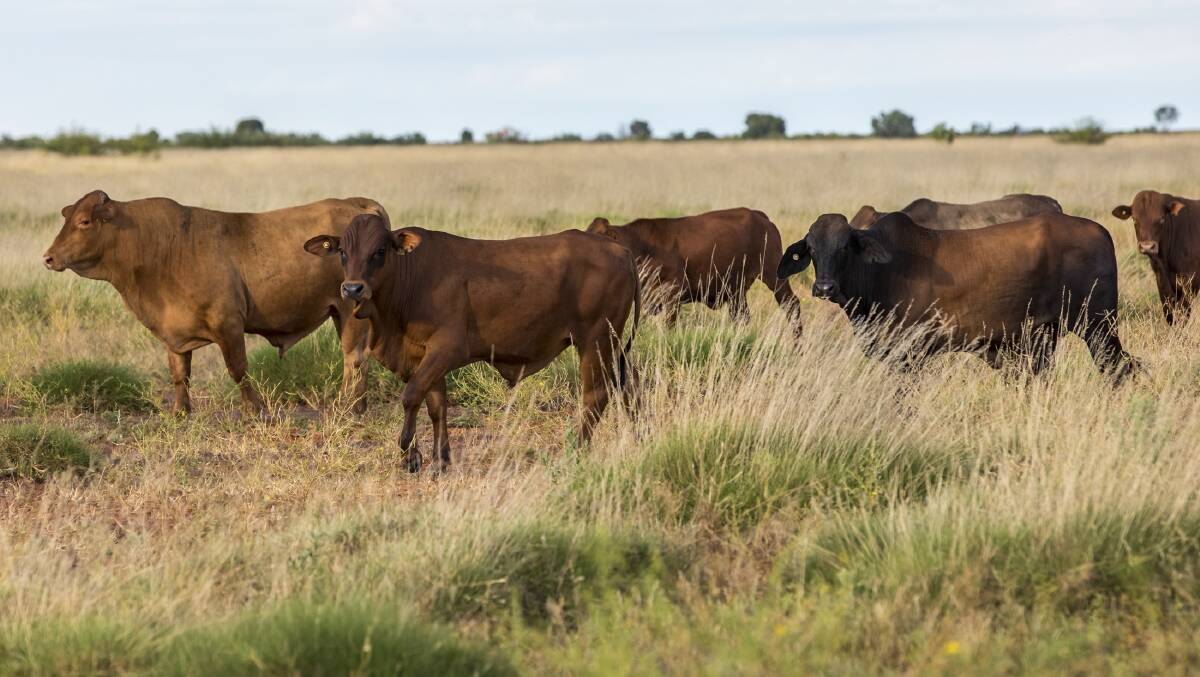 A vast pastoral property the size of Belgium is for sale in WA's north. Pictures from LAWD.