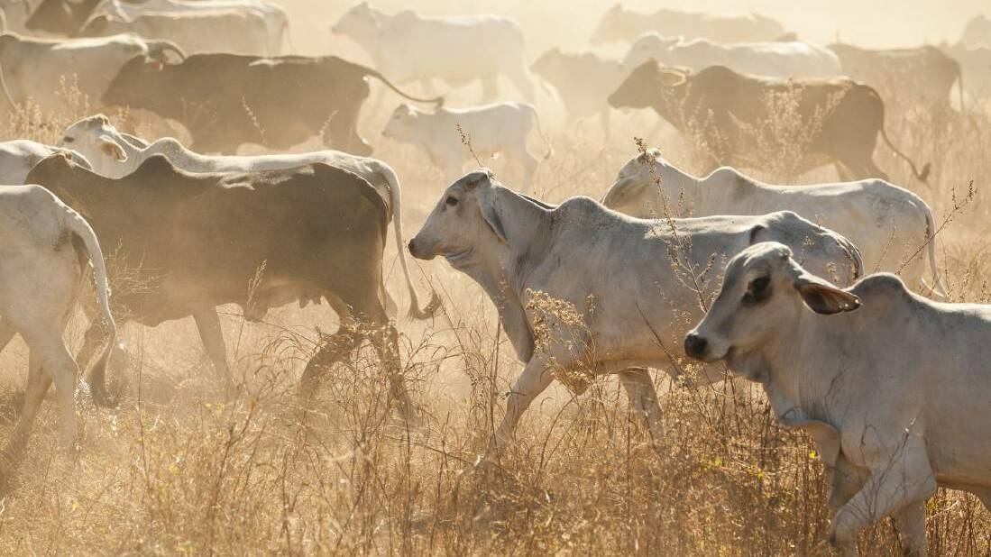 The beef industry is vital to the Northern Territory's economy, the inquiry was told.