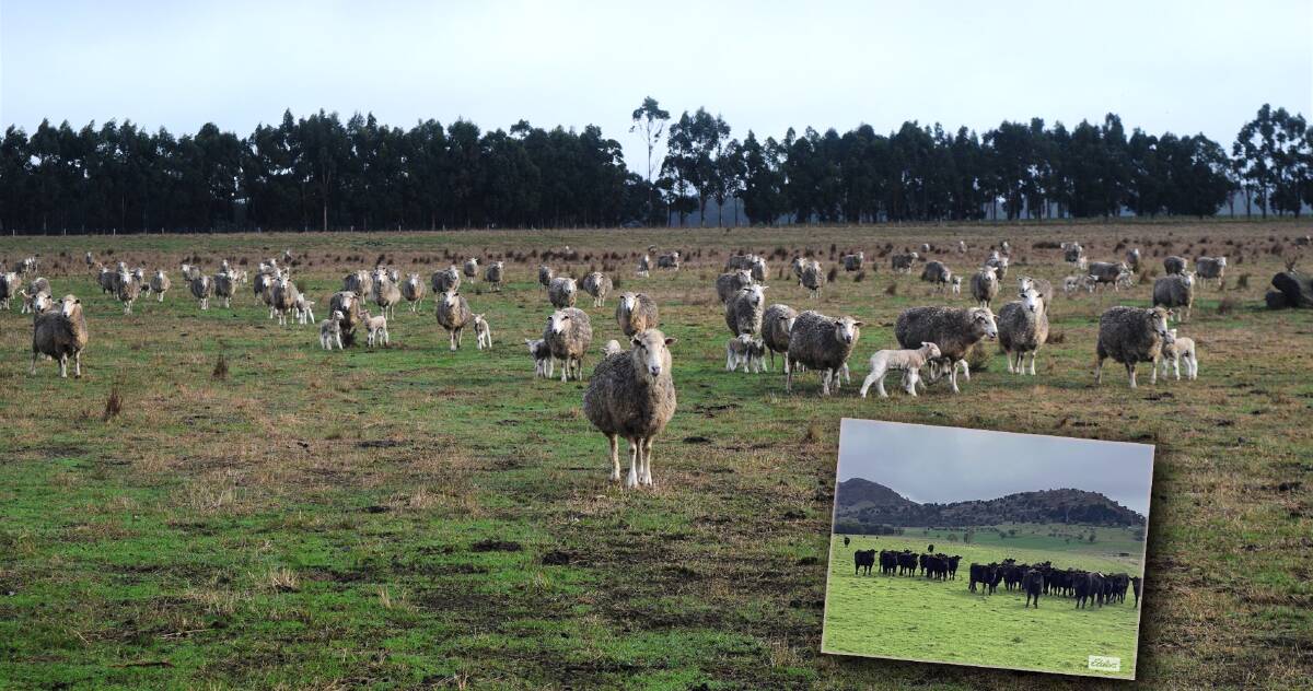 Well known stud sheep breeders call time on family farm
