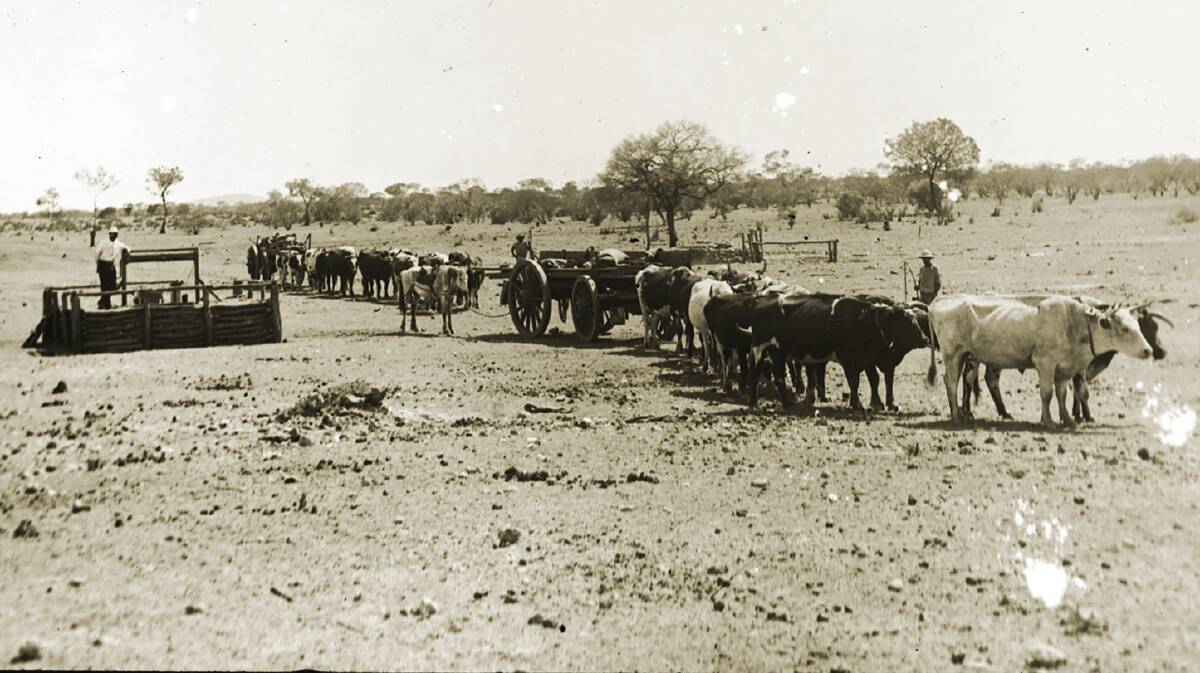 Stock watering at a government well in the Murchison district. Picture from State Library of WA.