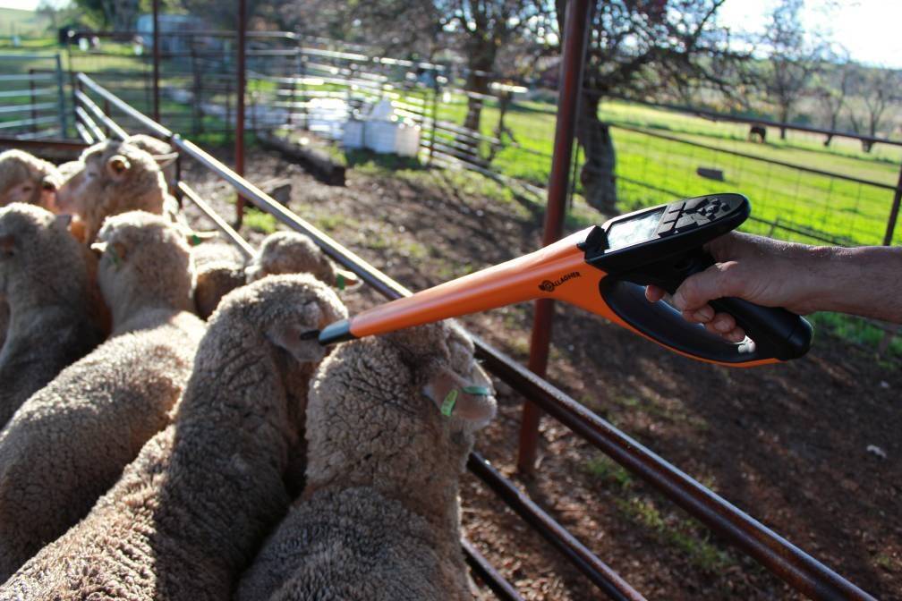 First state to subsidise new ID tags for sheep producers