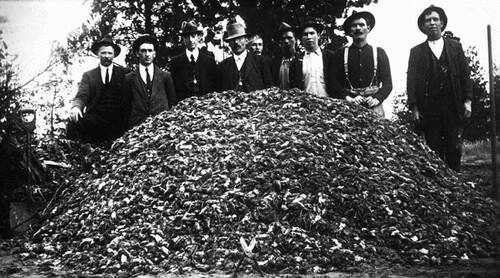 THAT'S A PLAGUE: Tons of mice trapped over four nights in Lascelles, northern Victoria back in the day. During World War 1 it was estimated the mouse population of Lascelles was more than 100 million or 1500 tons. Picture: Museum of Victoria.