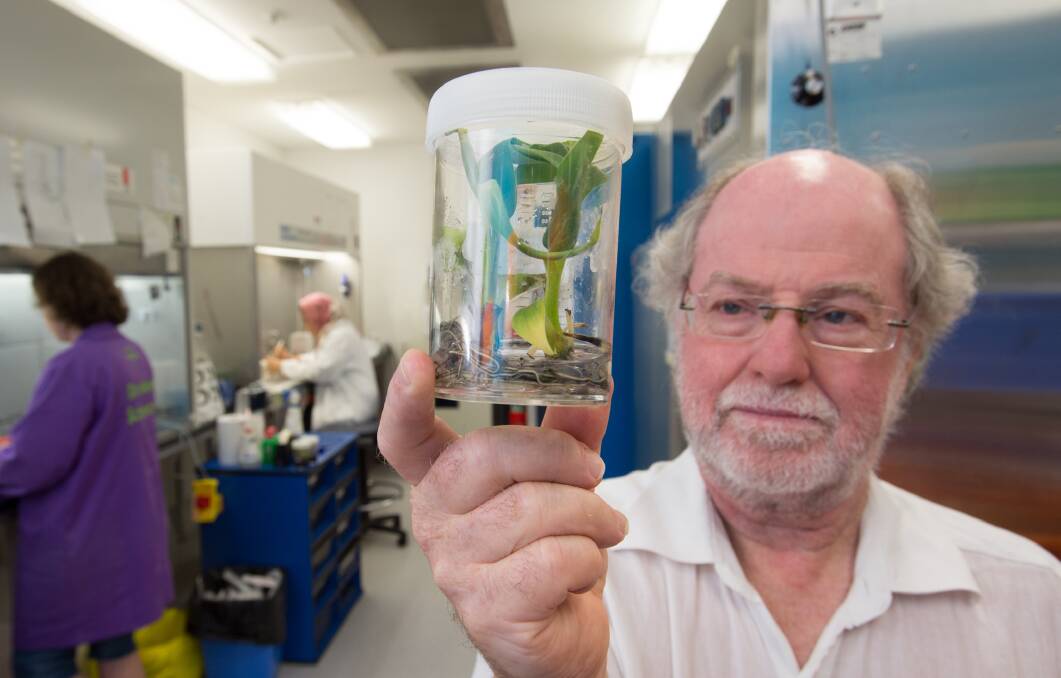 Aussie scientists have helped develop a "modified" Cavendish banana resistant to Panama Disease through gene editing. Picture: Queensland University of Technology.