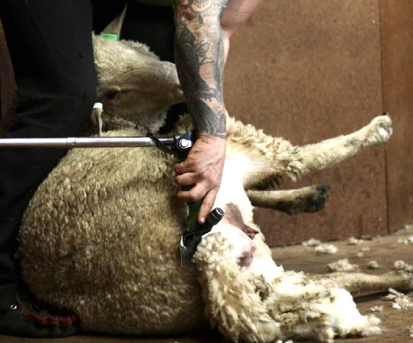 SHEAR PROBLEM: Some of the farmer's sheep had not been shorn for more than a year, the court was told.