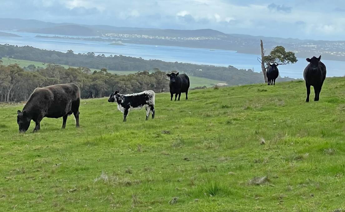 A high-performing grazing farm near Albany in the south-west sold for $7.55 million in March 2023 or an incredible $38,325 per "effective" hectare. Candyup Hill Farm takes in 227 hectares (561 acres) at Kalgan, 19km north-west of Albany. Picture from LAWD
