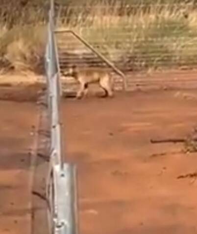 BREAK OUT: This wild dog is not deterred by being "on the inside" of this exclusion fence.