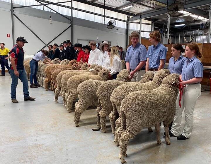 POPULAR CHALLENGE: Western Australian students presenting Merino wethers at Narrogin in October. Pictures: supplied.