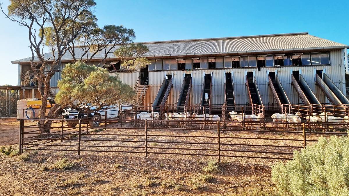 Shearing operates out of Rawlinna's two-storey, 16-stand shed.