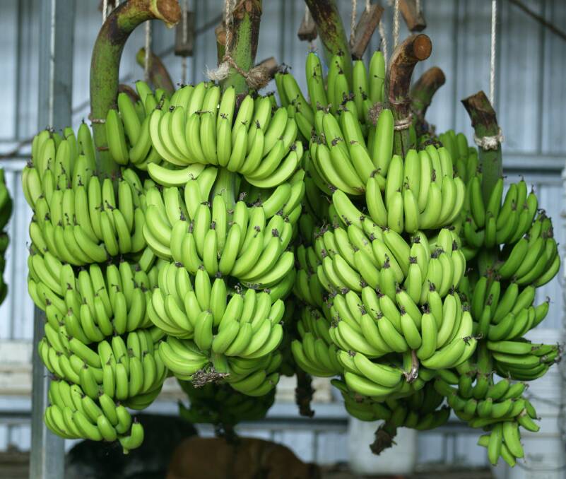 A new variety of GM Cavendish banana is the front runner to be the next crop approved in Australia. File picture.