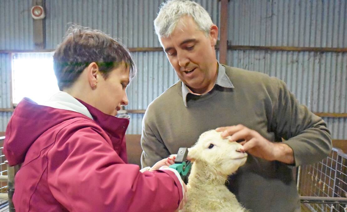 Lambs will be first to receive the mandatory electronic tags but the question is who is paying for it is still to be answered.