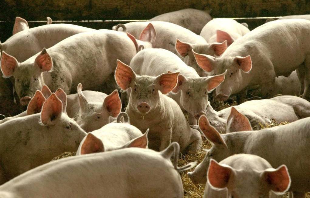 HERE TO STAY: About 70 piggeries in Victoria, NSW, Queensland and South Australia were isolated after the surprise JEV outbreak earlier in the year.
