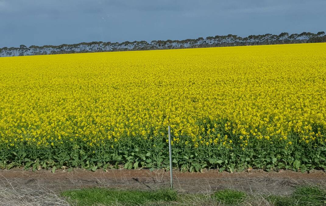 In a high rainfall area at Coomalbidgup averaging 420mm, the K-Cee Ridge farm sold for a district record in March of $6.7 million - $12,594 an arable hectare ($5100 per arable acre).