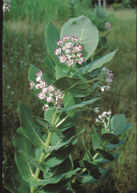 Milkweed is declared as a weed across northern Australia. Picture: WA government. 