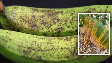 HARD TO LICK: The banana freckle outbreak in the NT is worse than first feared.