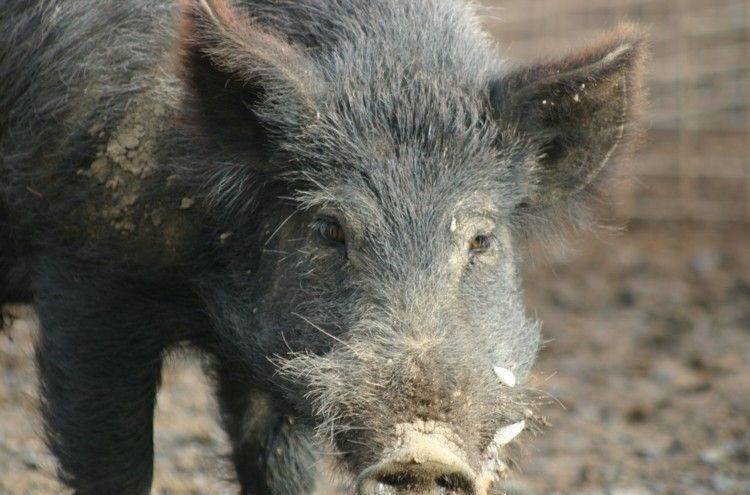 IT'S OUT: The outbreak of Japanese encephalitis has spread into the wild, with positive detections in feral pigs.