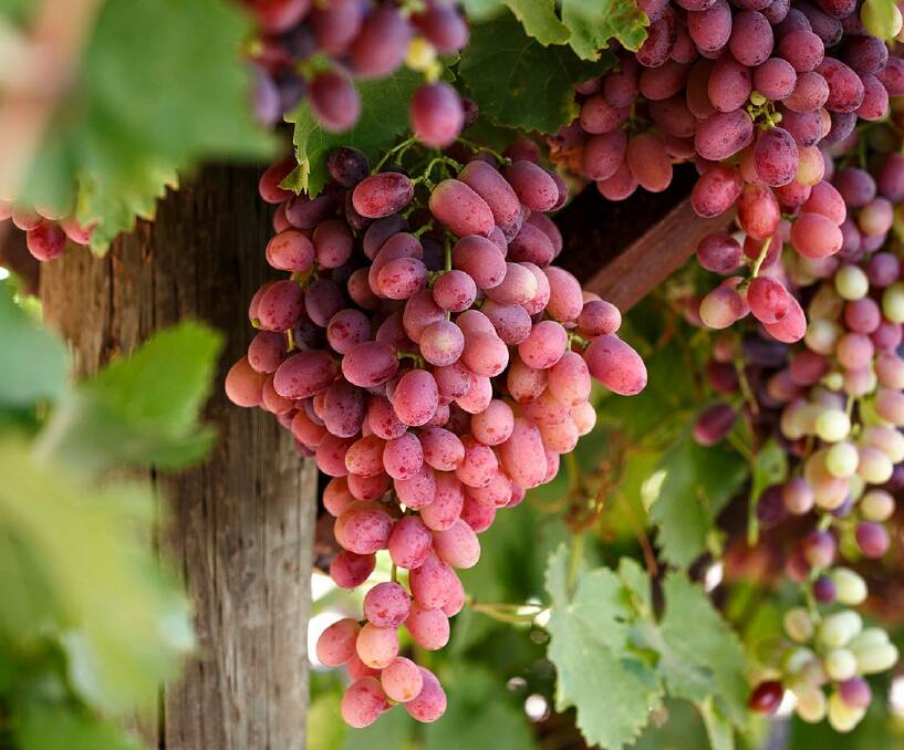 Much of Sunraysia's big table grape harvest is exported.