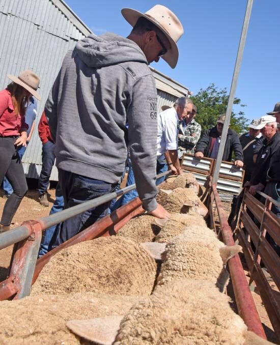 COLLECTING DATA: The framework will collect data on the wool and sheep meat industry.