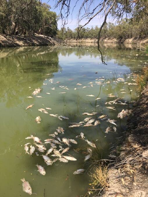 Fish deaths highlight need for plan