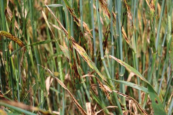 DEVASTATING: Septoria tritici blight can cause significant damage in wheat.