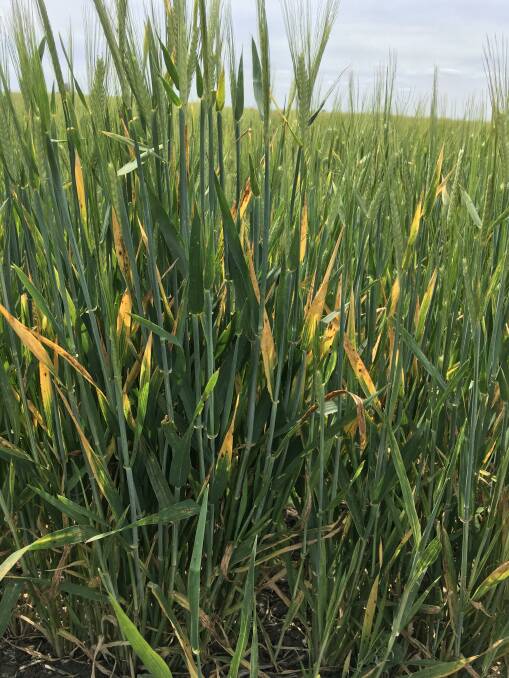 Yellow dwarf virus can hit barley especially hard.