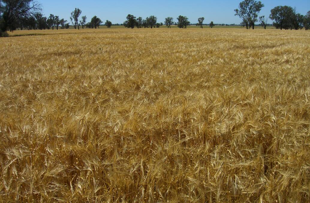 Barley is one of a number of crops with herbicide tolerant Clearfield varieties.
