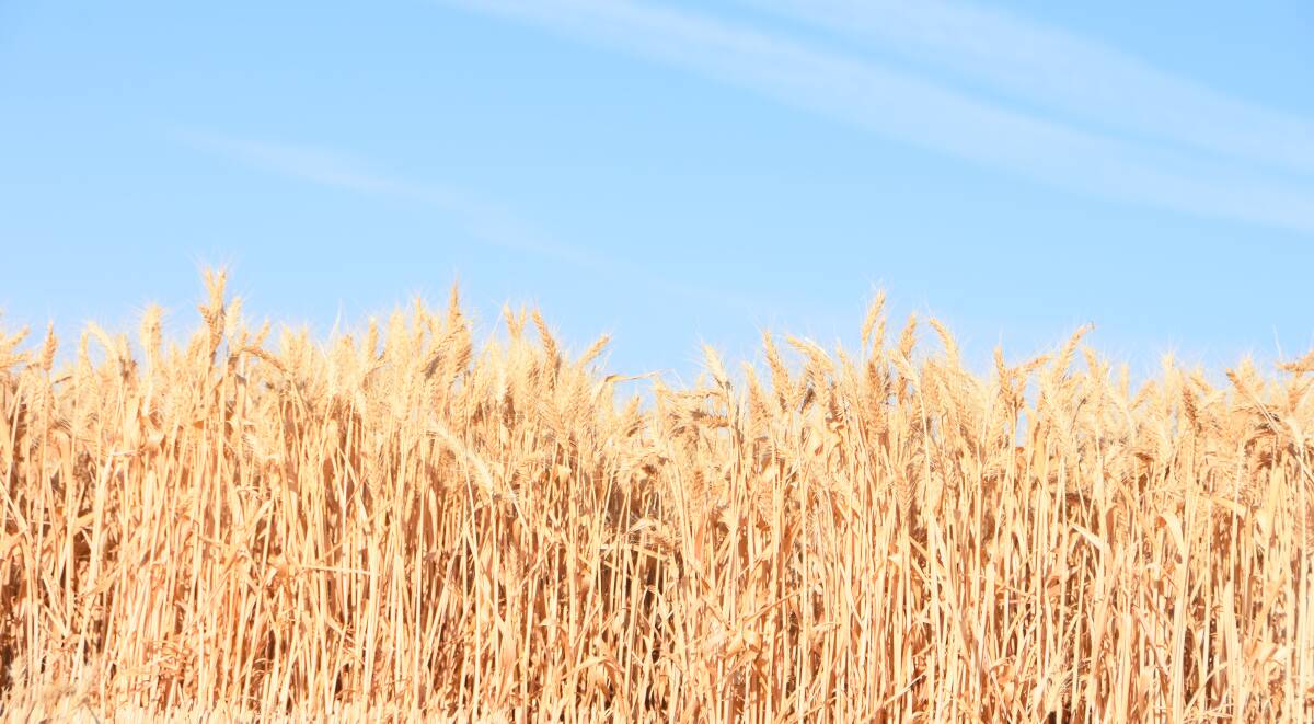 An Argentine GM wheat variety has been approved for consumption in Australia by FSANZ.