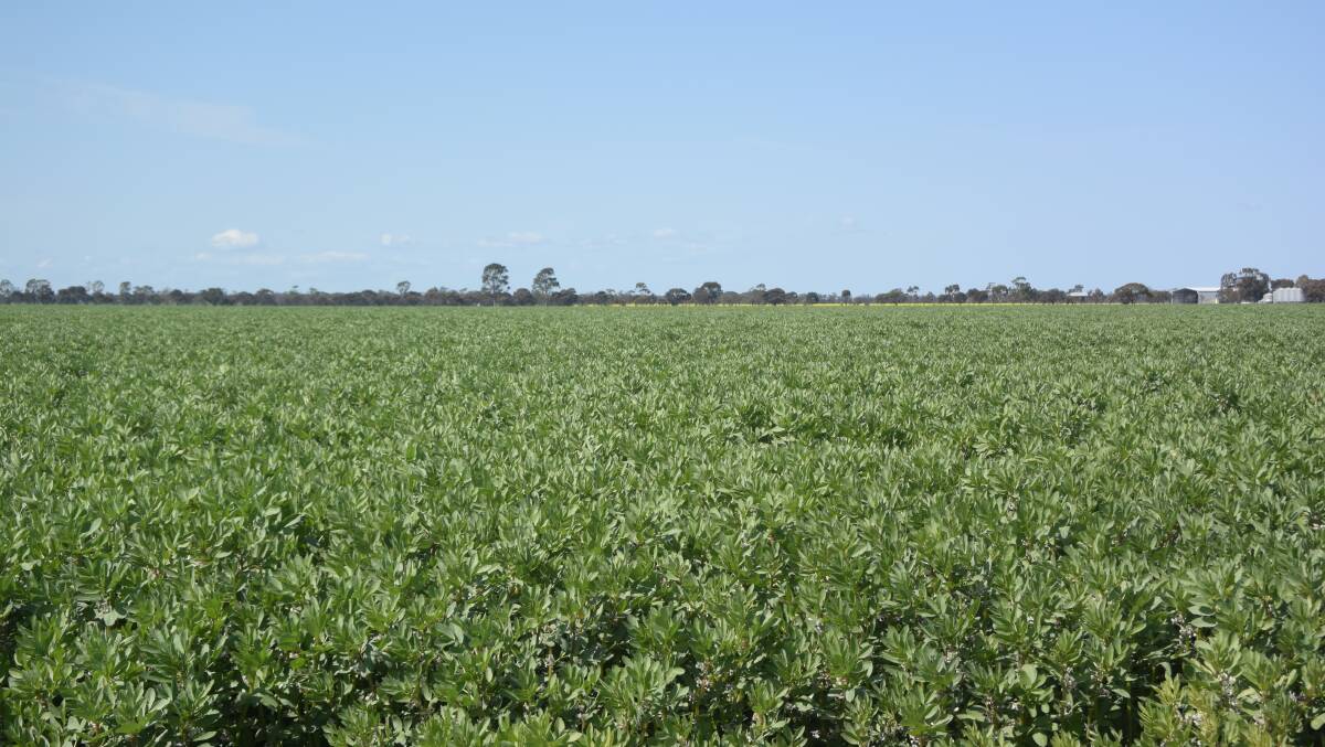 WA farmers will grow more human consumption pulses, such as faba beans, if a project set up by the GRDC and DPIRD WA is successful.