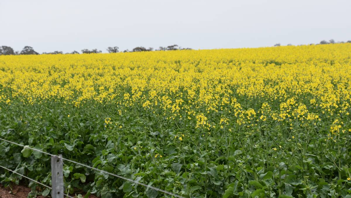 Canola and other oilseeds can help decarbonise the agriculture sector according to Nufarm. Photo by Gregor Heard.