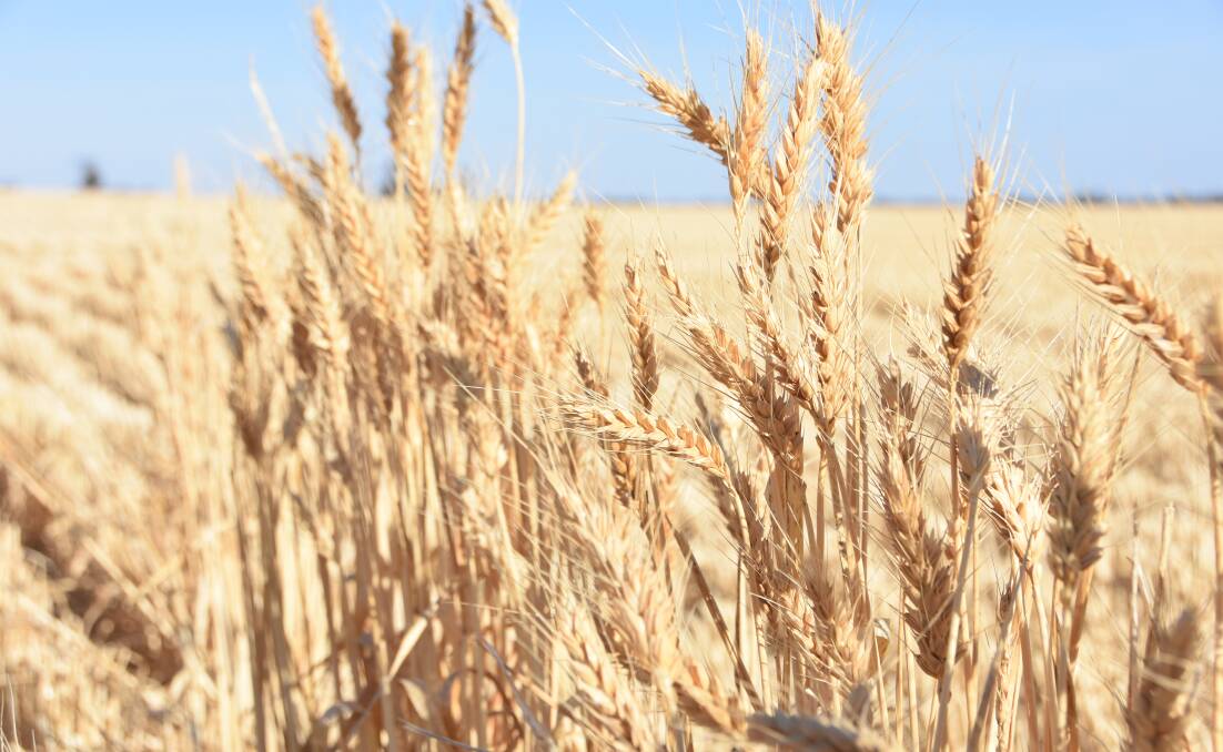 Growers are confident of producing good quality wheat this year.