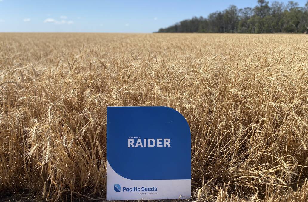 LongReach Plant Breeding's Raider and Avenger wheat varieties have performed well in trials ahead of their commercial release this year.