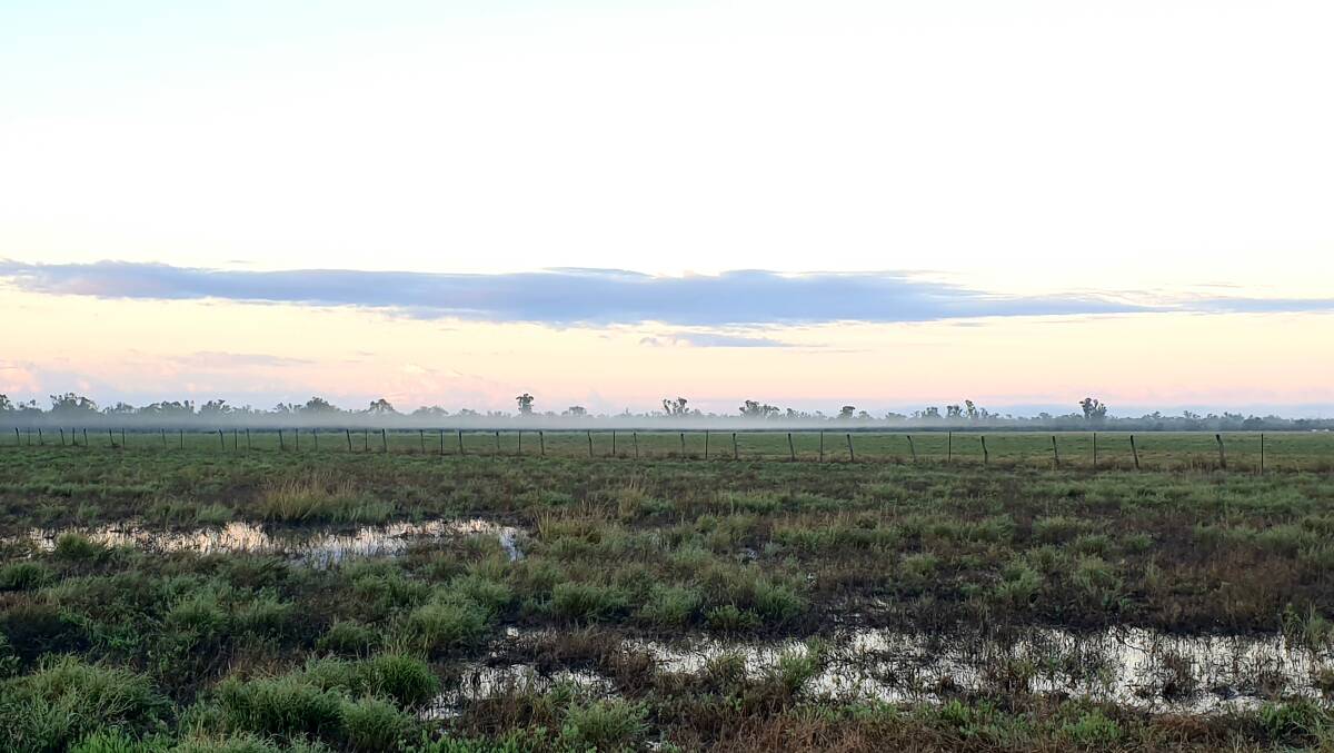 Parts of western Queensland are already the wettest they have been in years, such as this paddock near Blackall, and there is more to come this week. Photo: Sally Gall.