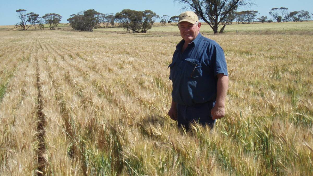 Terry Kiley, Nandaly, Victoria, has cut a wheat crop scheduled for grain for hay but generally believes frost damage will not be too severe.