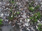 Growers are hoping wet weather last week has not done lasting damage to unpicked cotton crops ready for harvest.