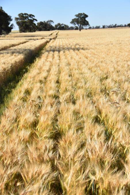 The Australian barley industry needs to face the reality of life without the Chinese market in the short term says federal ag minister David Littleproud.