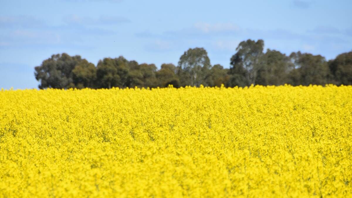 China is looking to grow more canola.
