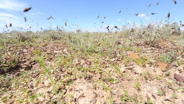 Locusts will potentially build up to economically damaging levels in the Riverina in southern NSW over the next couple of months.