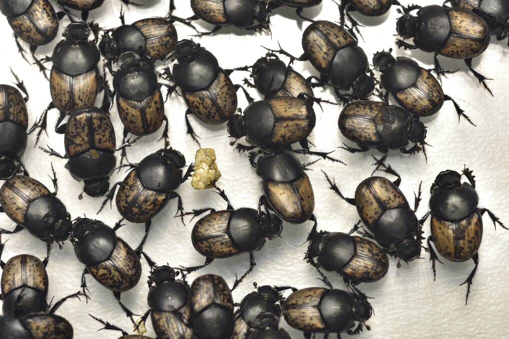 Dung beetles can help improve pastures by eliminating dung and leading to less habitat for flies and nematodes.