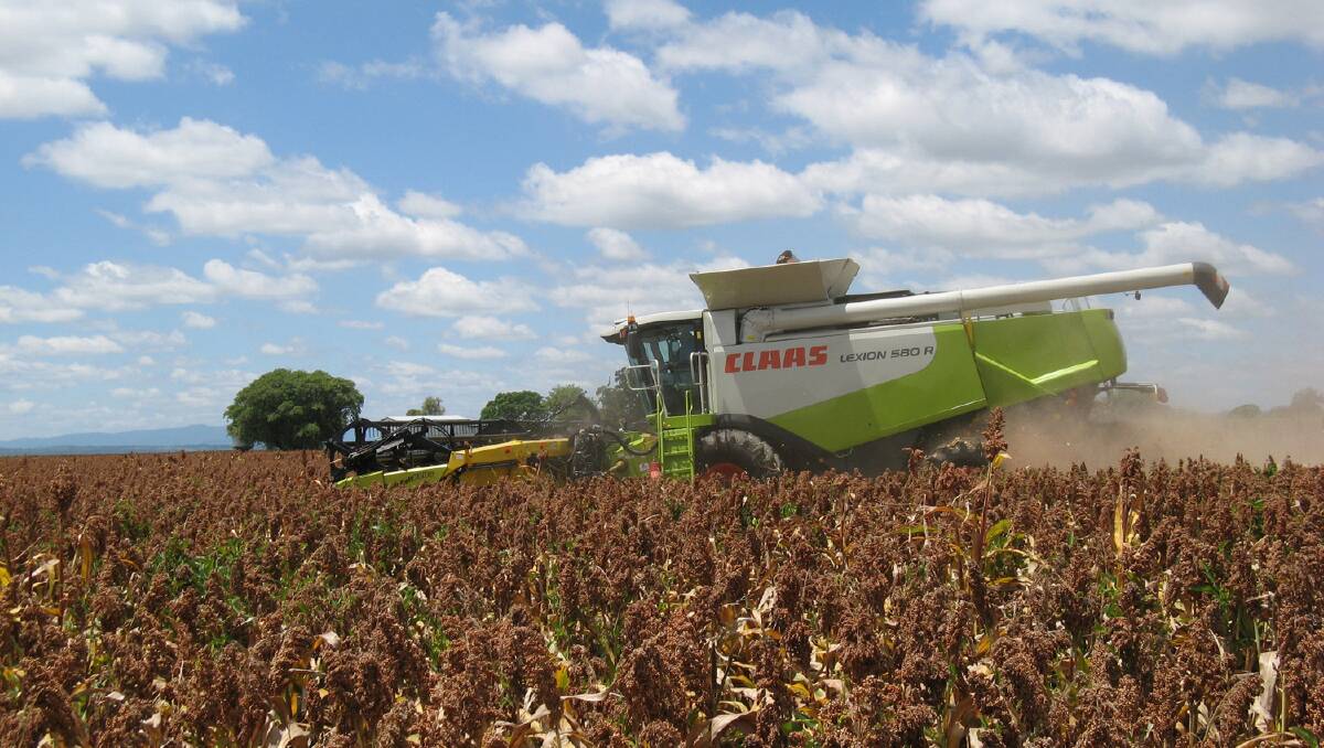 Mouse dropping contamination has put a dampener on harvest for sorghum producers, many who were enjoying higher than average yields.