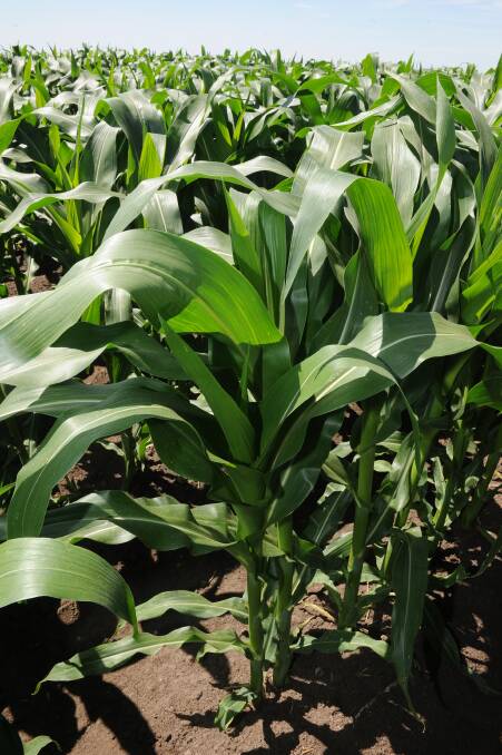 South Africa is on-track to produce its second-biggest corn crop at 16.18 million tonnes, which would be up 5.8 per cent from 15.3 million tonnes harvested last season.