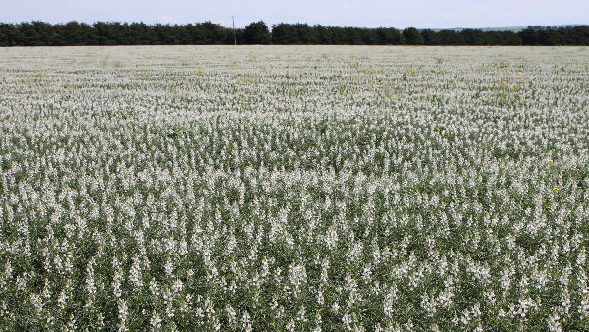 Lupins could find a home in Asian dairy markets.