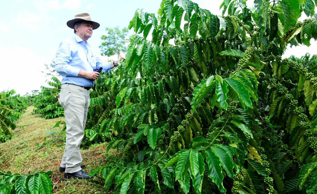 Roger Stone, University of Southern Queensland climate change professor, inspects a coffee plant.