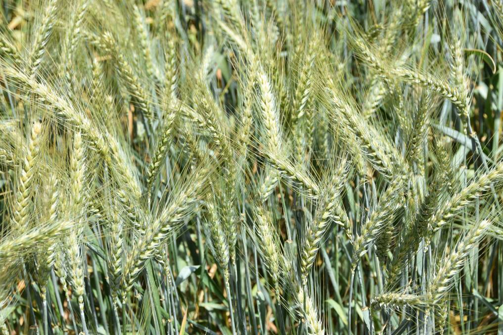 Wheat crops are ripening quickly in Western Australia.