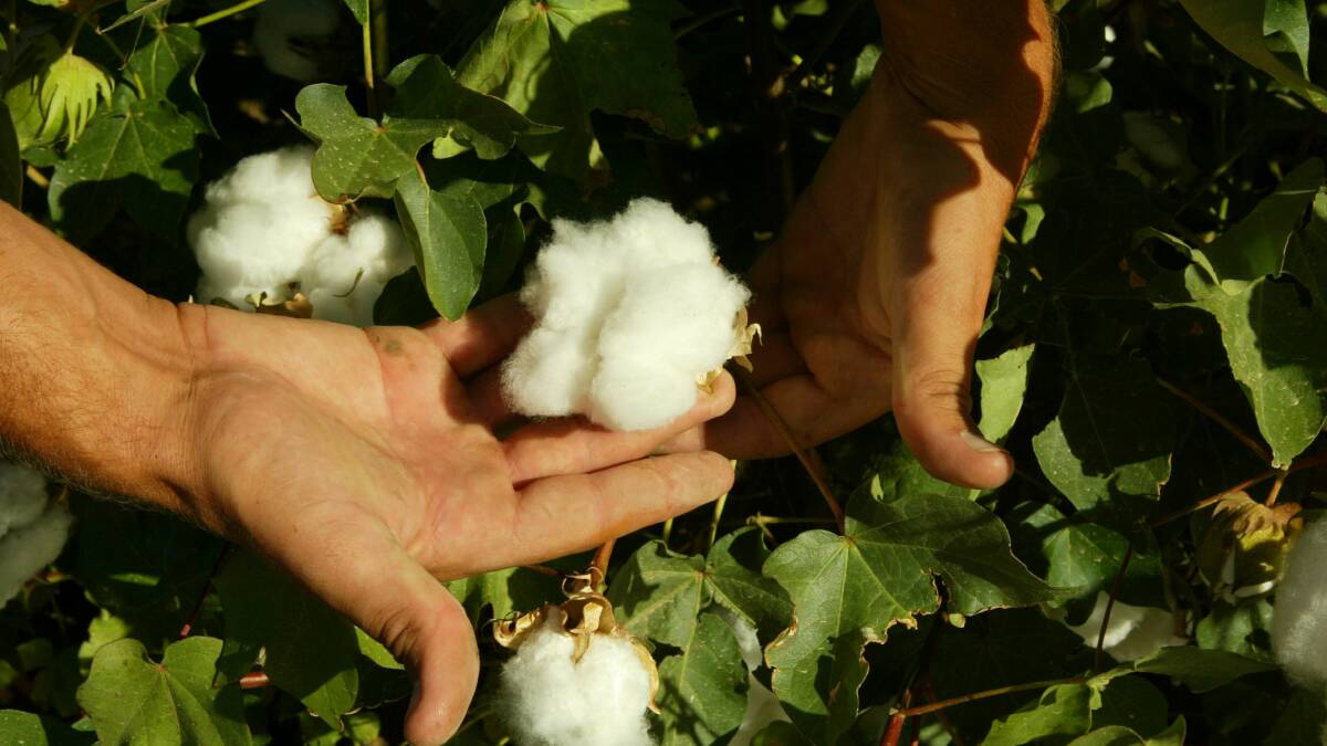COTTON ON: World cotton stocks have dropped and it has seen cotton futures rise as a result.